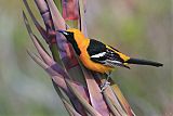 Hooded Oriole